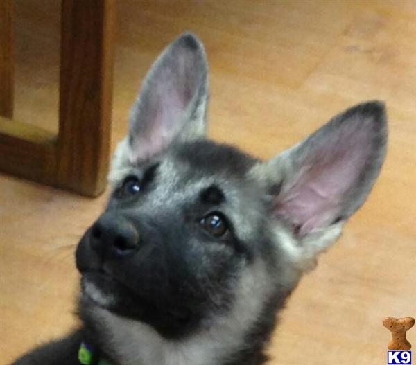 german shepherd puppy posted by Halo German Shepherds
